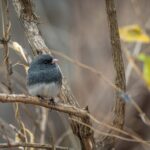 Isınan İklim Hayvanların Şeklini Değiştiriyor