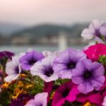 Bitkilerin Karmaşıklığı, 250 Milyon Yıllık Arayla İki Atılım Halinde Evrimleşmiş