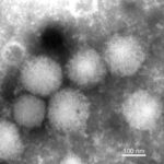 Japonya’da Yeni Bir Nairovirüsün Sebep Olduğu Bulaşıcı Hastalık