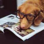 Köpeğiniz Gerçekten Akıllı mı? Hafızasına Bağlı