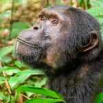 Primatların Ataları, Ağaçları Yok Olmaktan Kurtulmak İçin Terk Etmiş Olabilir