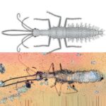 Kehribarda Muhafaza Olmuş İlginç Böcek Fosilleri