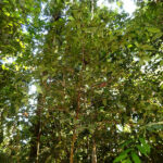 image_10144_1-Aenigmanu-alvareziae[1]