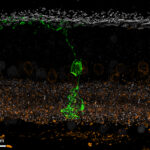 Retinada Keşfedilen Yeni Sinir Hücresi