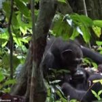 Şempanzelerde İlk Defa Tedavi Uygulama Davranışı Görüldü