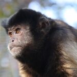 Maymunlar da İnsanlar Gibi Baskı Altındayken Panikliyor