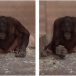 Orangutanlar Keskin Taşları Kesme İşleminde Kullanabiliyor