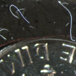 Keşfedilen En Büyük Bakteri, Bilim İnsanlarını Şaşırtıyor