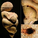 30.000 Yıllık Willendorf Venüs’ünün Kökenine İlişkin Sır Çözüldü