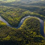 Amazon Yağmur Ormanları Direncini Kaybediyor
