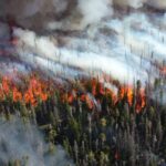 ABD’deki Orman Yangınları 2000’den Beri 4 Kat Büyüdü, 3 Kat Sıklaştı