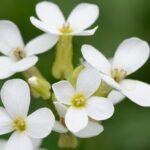 Zarar Gören Bitkilerden Çıkan Kimyasal Sinyaller, Diğer Bitkileri Saldırılara Karşı ‘Uyarıyor’