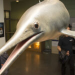 Antik Balık Sürüngen İktiyozorun En Doğru Hali