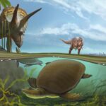 Yeni Keşfedilen Yumuşak Kabuklu Kaplumbağa, T. rex ve Triceraptor’lar ile Birlikte Yaşamış