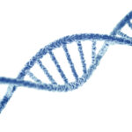 ‘Sessiz’ Genetik Mutasyonların Çoğu Nötr Değil, Zararlı