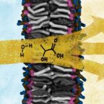Hücreler Sınırlarını Nasıl Kontrol Ediyor?