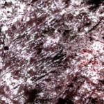 Farklı Yaşam Formları, Düşünülenden Önce Evrimleşmiş Olabilir