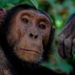 Şempanzeler Rakip Grup Hakkında Bilgi Toplamak İçin Yüksek Yerlere Çıkıyor