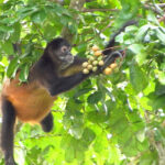 Maymunlar Rutin Şekilde Alkollü Meyve Tüketiyor