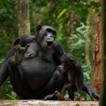 Şempanzeler 400 ‘Kelime’ Biliyor Olabilir