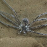 Bu Örümcek 30 Dakika Boyunca Su Altında Gizlenebiliyor