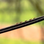 Karınca İstilasıyla Nasıl Mücadele Edilir?