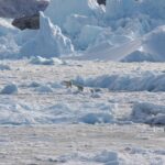 Grönland’ın Kutup Ayıları, Eriyen Buzullara Uyum Sağlamayı Öğreniyor