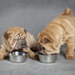 Ev Yapımı Mamalar, Köpekleri Gerekli Besinlerden Mahrum Bırakabilir