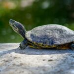 Kaplumbağalar Son Derece Yavaş Yaşlanıyor