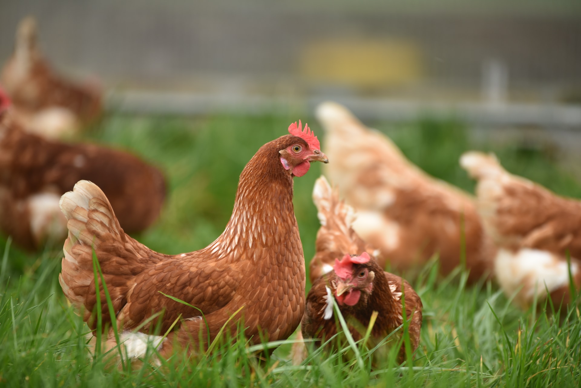Yeni Araştırma: Tavuklar Ne Zaman, Nerede ve Nasıl Evcilleştirildi? -  Popular Science