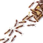 Karınca Kolonileri Karar Verirken Sinir Ağları Gibi Davranıyor