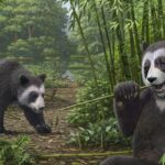 Evrim Tarihi: Pandalar Neden Sadece Bambu Yiyor?