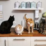 Kedilerin Grup Halinde Yaşamasına Yardımcı Olan Etmenler