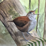 Bu Ötücü Kuşlar, Profesyonel Müzisyenler Kadar İyi Süre Tutuyor