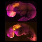 Beyni ve Atan Kalbi Bulunan ‘Yapay’ Embriyo