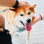 Köpekleri Sevmek Sosyal Beyni Harekete Geçiriyor
