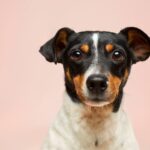 Köpekler Stresli Olduğumuzu Koklayarak Tespit Edebiliyor
