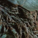 Bitkilerin Kökleri Suya Ulaşmak İçin Şekil Değiştirip Dallanıyor