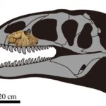 uzbek-dino-skull-crop[1]