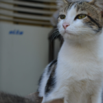 Kediler Türkiye’nin Güneyinde Evcilleştirildi