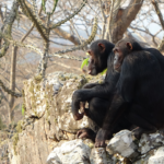 İki Ayak Üzerinde Yürüme Becerisi Yerde Değil, Ağaçlarda Evrimleşmiş Olabilir