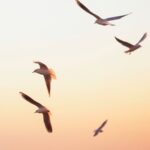 Modern Kuşların Kökenleriyle İlgili Bilinenleri Altüst Eden Fosil