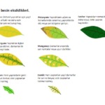sarı-bitki-yapraklarının-anlamı