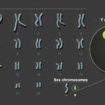 NHGRI_Y-chromosome[1]