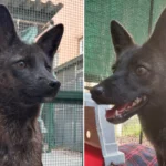 Dünyanın İlk Tilki-Köpek Melezi Brezilya’da Keşfedildi