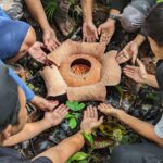 Rafflesia-bengkuluensis-scientists-scaled[1]