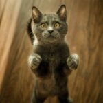 Kedilerin 300 Farklı Yüz İfadesi Olabilir; İnsanlarla Paylaştıkları ‘Oyun Suratı’ Dahil