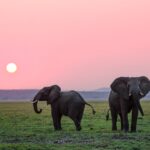 Filler, İnsanlar Dışında Birbirine İsim Veren İlk Hayvanlar Olabilir