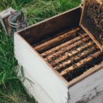 Arılar İnsan Yapımı Kovanlarda Gereksiz Yere Acı Çekiyor