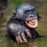 Primatlar Birbirleriyle 13 Milyon Yıldır Şakalaşıyor